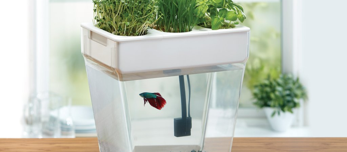 aquaponics-2030orbust