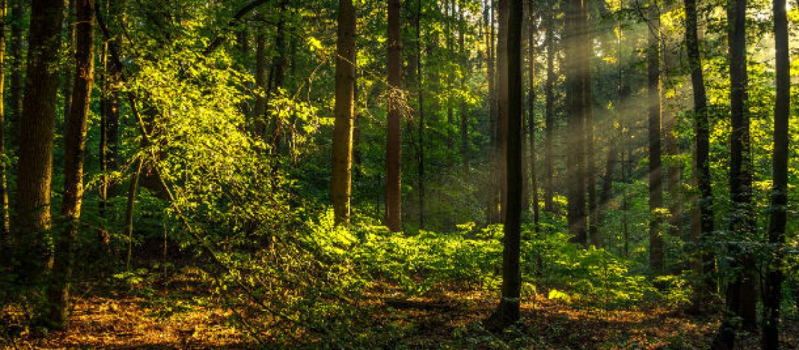 onetreeplantedforest